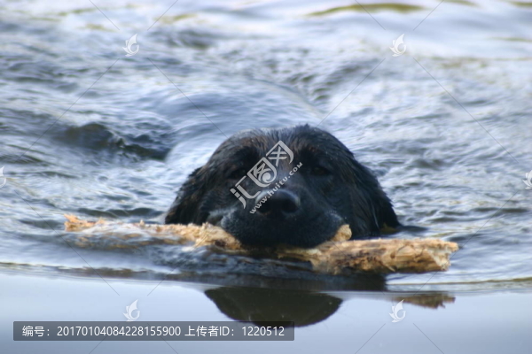 黑色拉布拉多犬