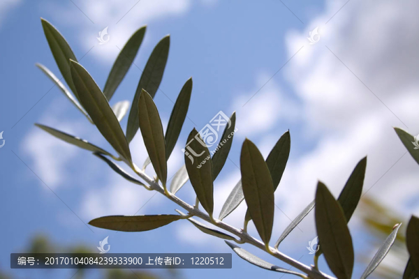 橄欖枝