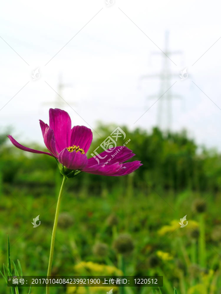 波斯菊