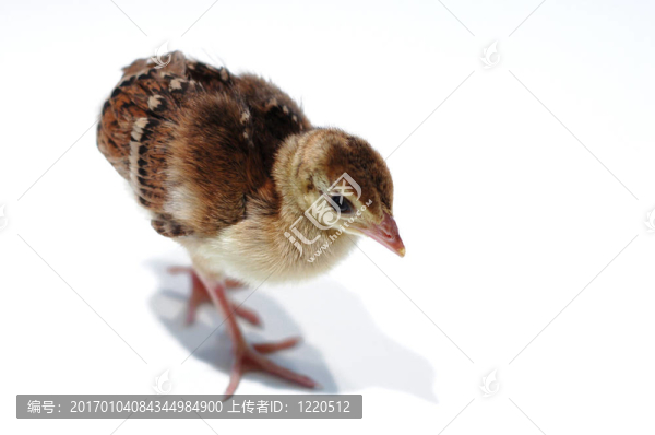 3日老孔雀-匯圖網(wǎng) www.fosd68.com 3日老孔雀