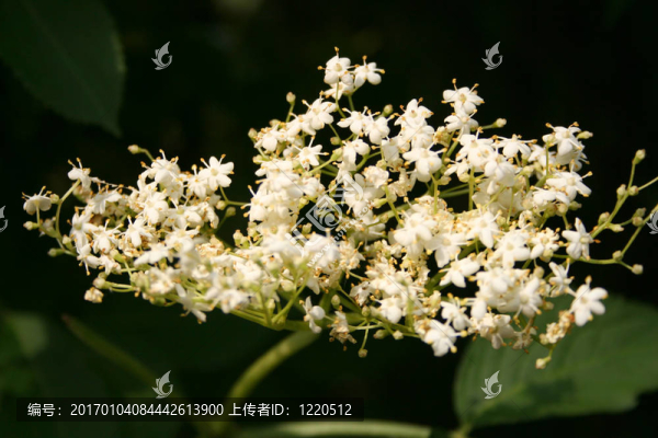 接骨木花