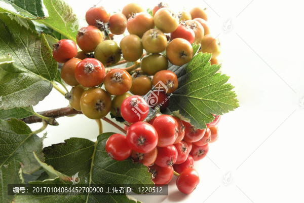 山楂