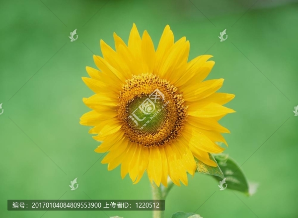 野生花卉