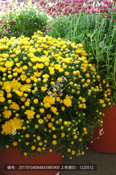黃色的菊花