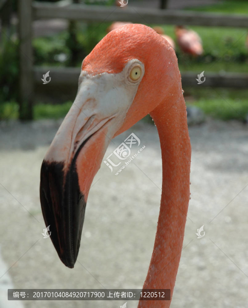 粉紅色的火烈鳥1