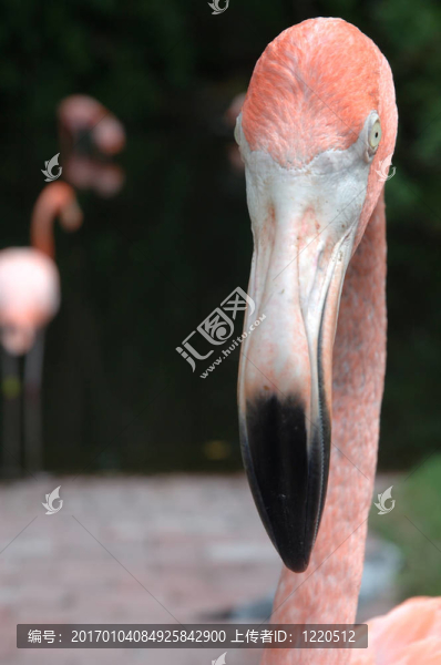 火烈鳥