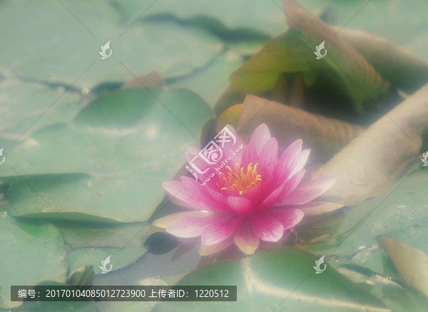 野生花卉