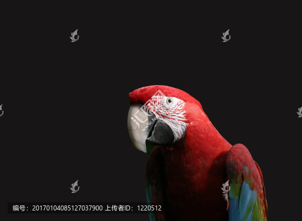 金剛鸚鵡