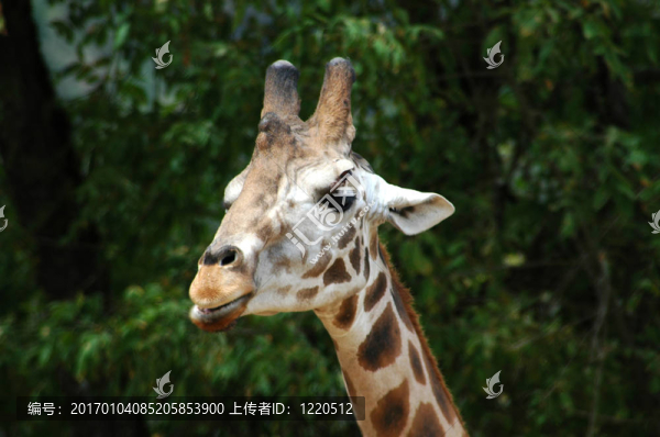 長頸鹿特寫