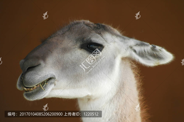駱駝的午餐