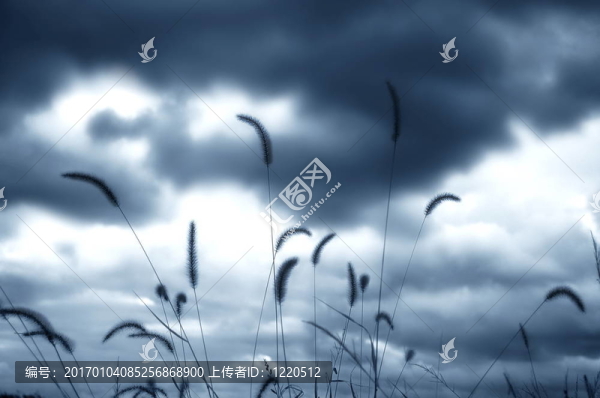 草