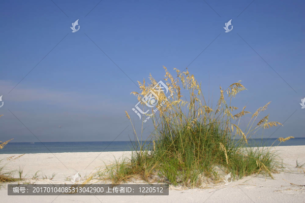 海燕麥