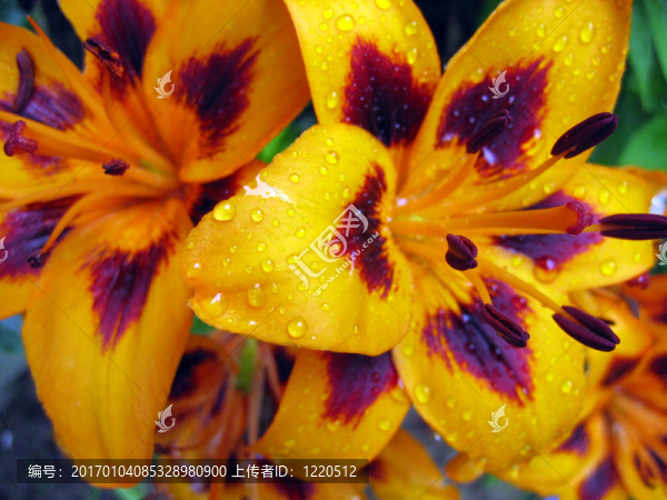 橙色的百合花