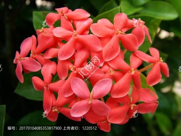 龍船花屬