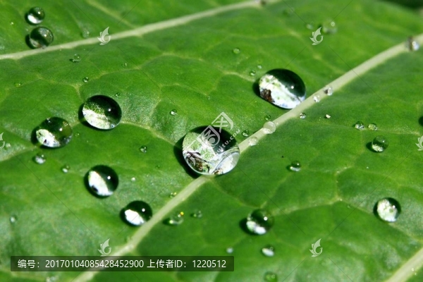 水滴在葉