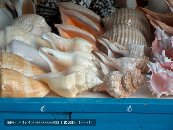 shells02