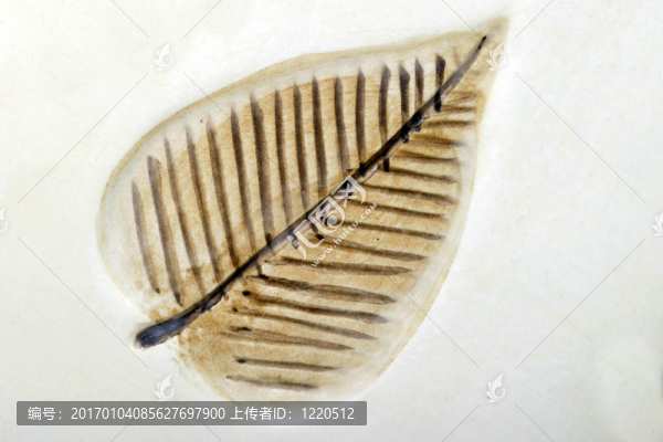 葉片設(shè)計