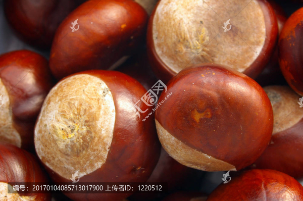 板栗01