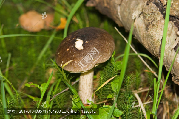 蘑菇