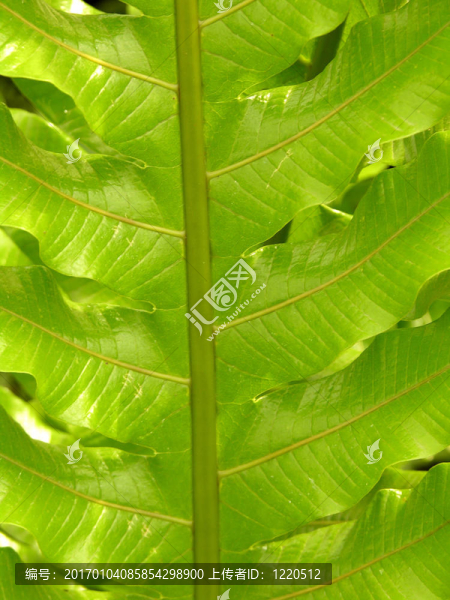 Fern離開