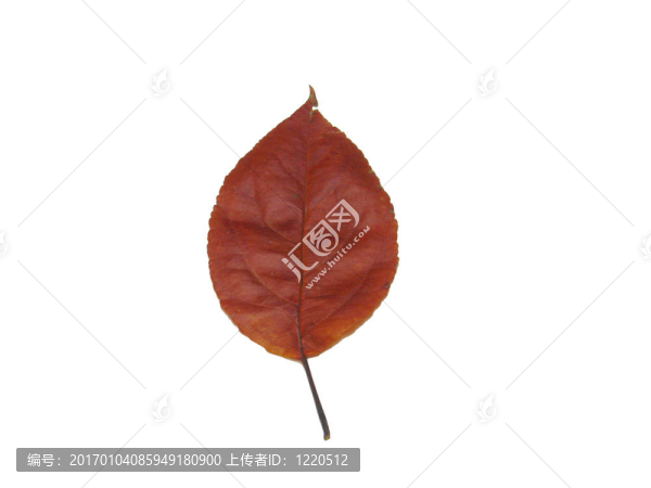 紅色的葉子