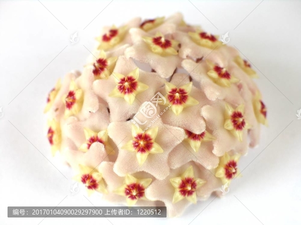 球蘭的花