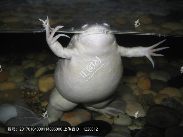 胖青蛙
