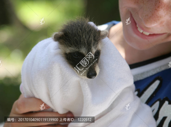 獲救的Raccoon,Baby