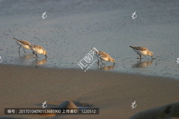 沙灘鳥我