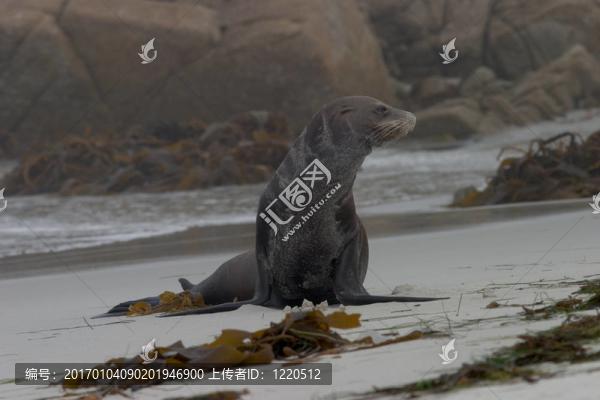 海灘上的老獅子