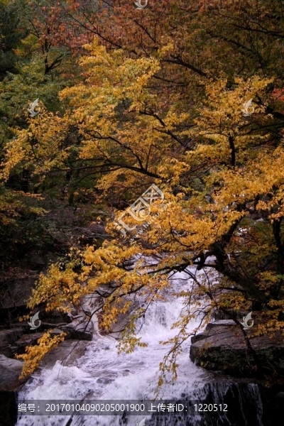 秋天樹和水