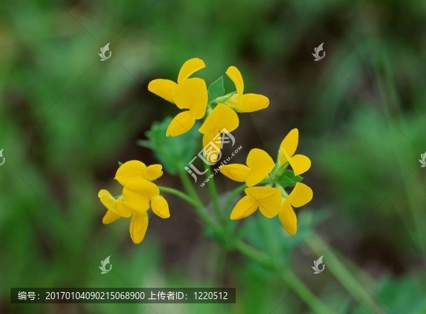 野生花卉