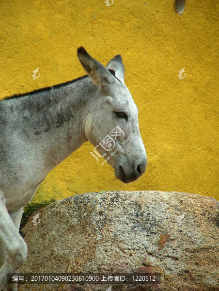 mex_donkey