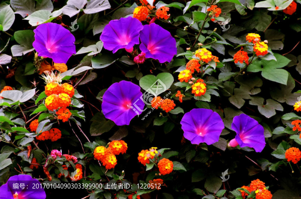 花園的顏色