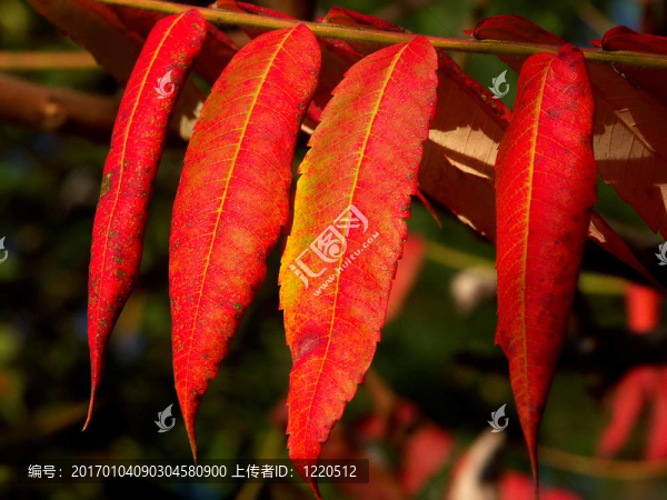 秋天的紅葉