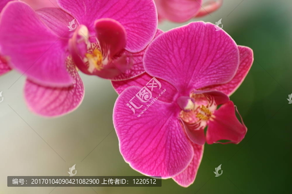 蘭花2