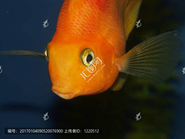 大金魚