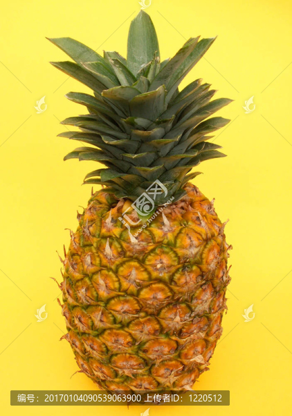 菠蘿