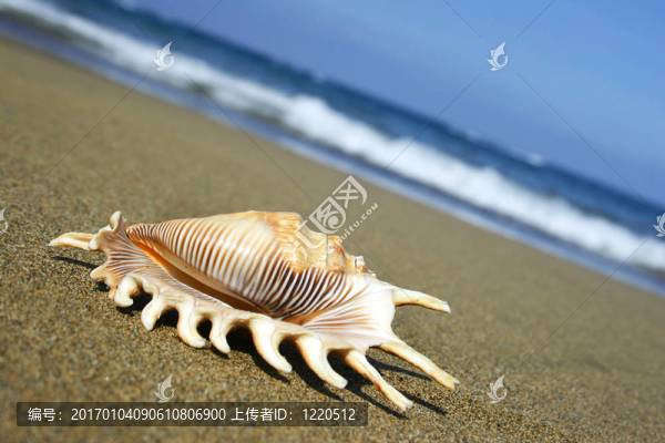 貝殼在岸上
