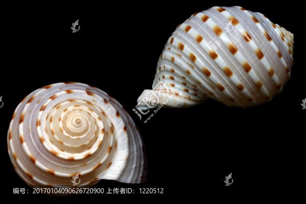 貝殼