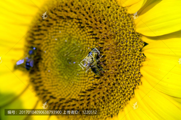 蜜蜂在向日葵