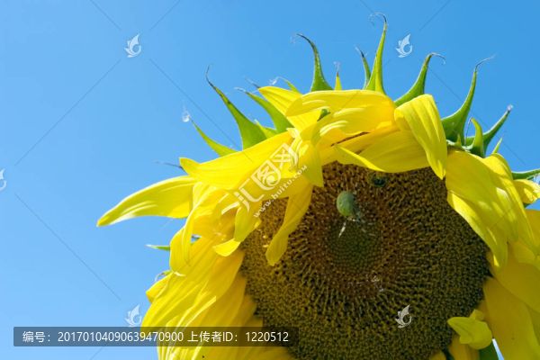 太陽花