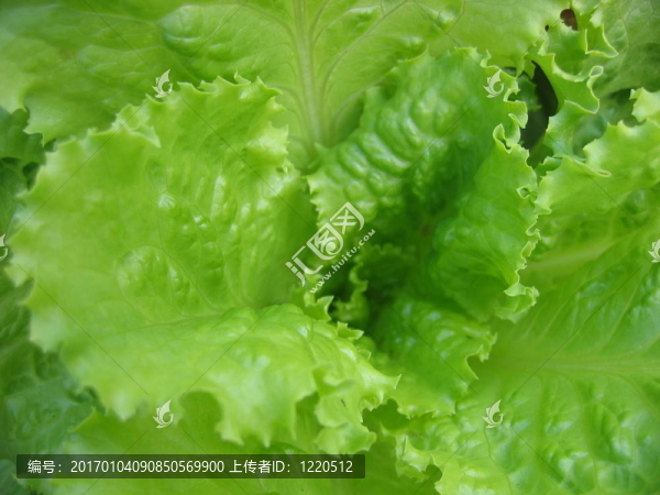 生菜