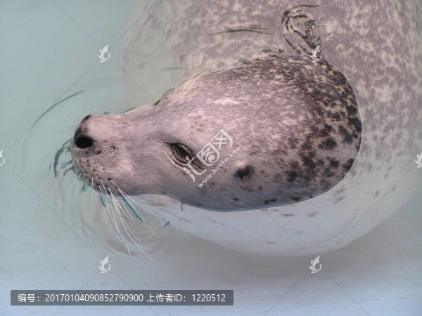 海豹的頭