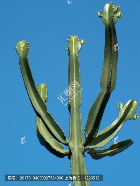 cactus02