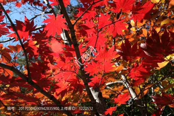 紅葉3