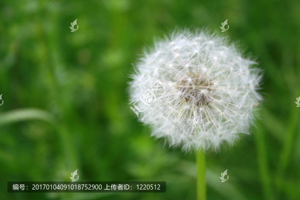 蒲公英