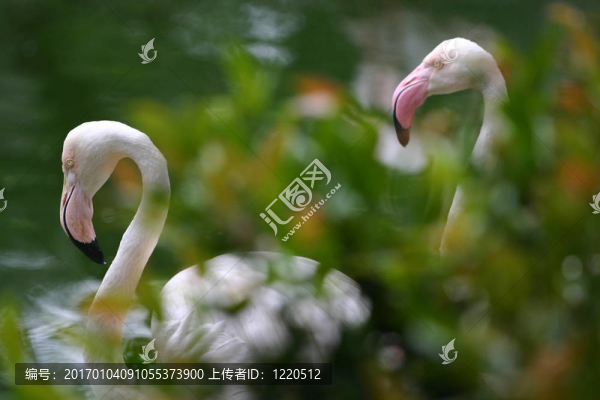 白天鵝