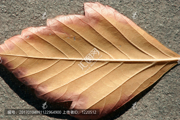 上葉