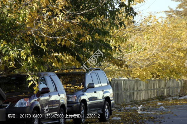 樹下的兩輛車